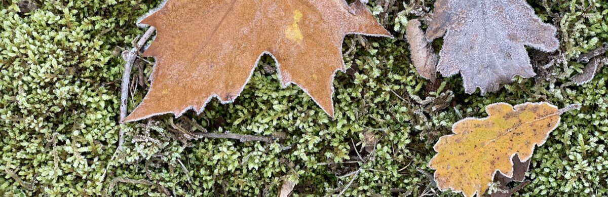 Frosted autumn leaves resting on moss