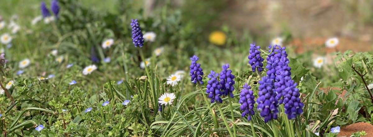 Grape hyacinths in bloom