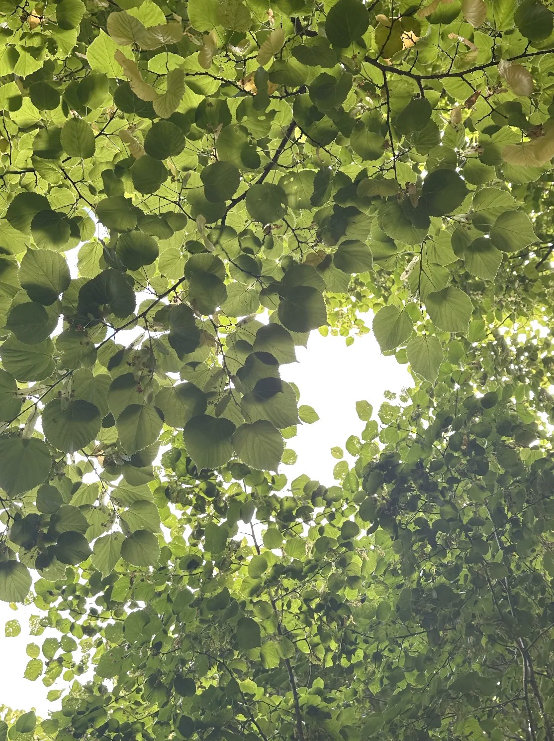 Sunlight filtering through a canopy of linden leaves