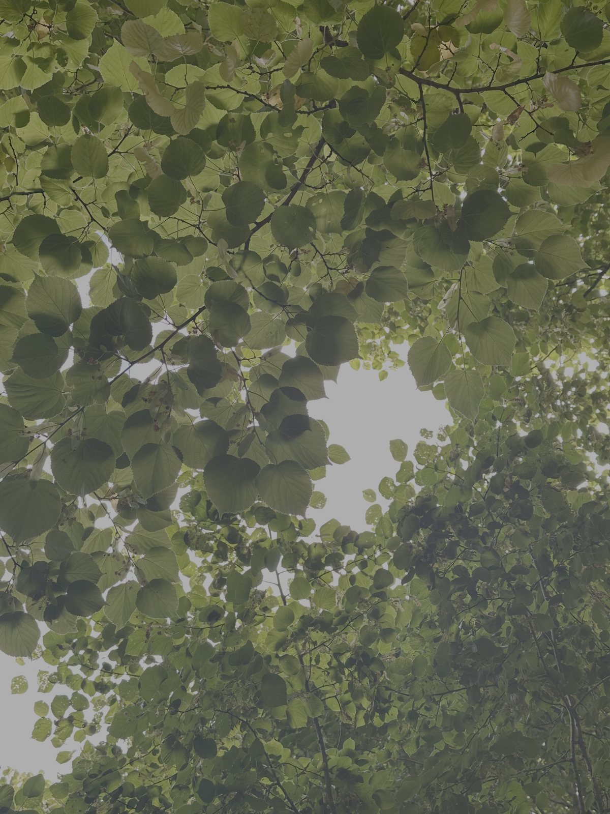 Light through a canopy of linden leaves on the chateau grounds