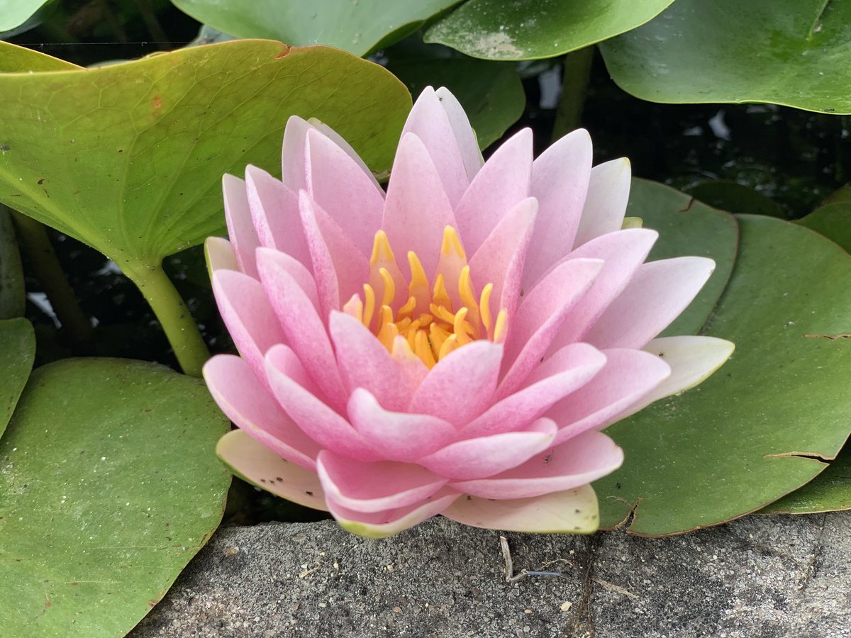 A small teal rowboat moored beside lily pads on a calm pond
