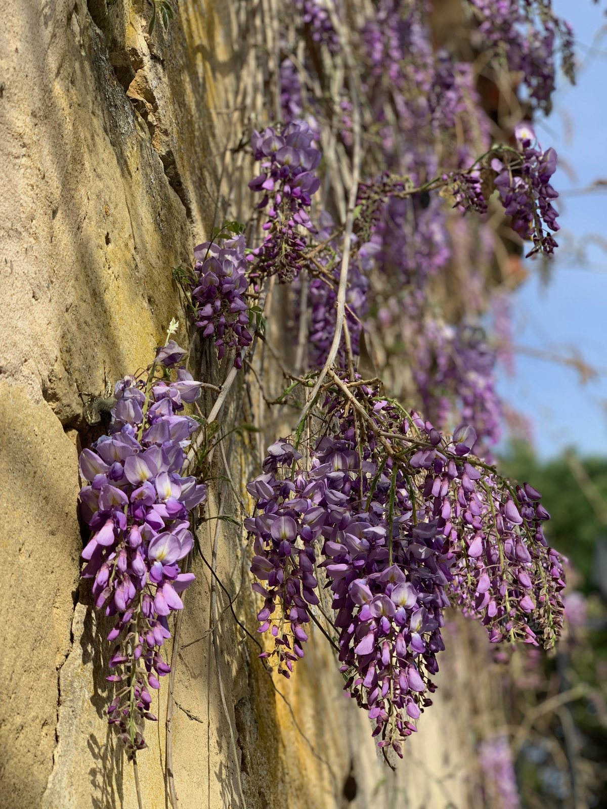 Close-up of wisteria flowers in bloom